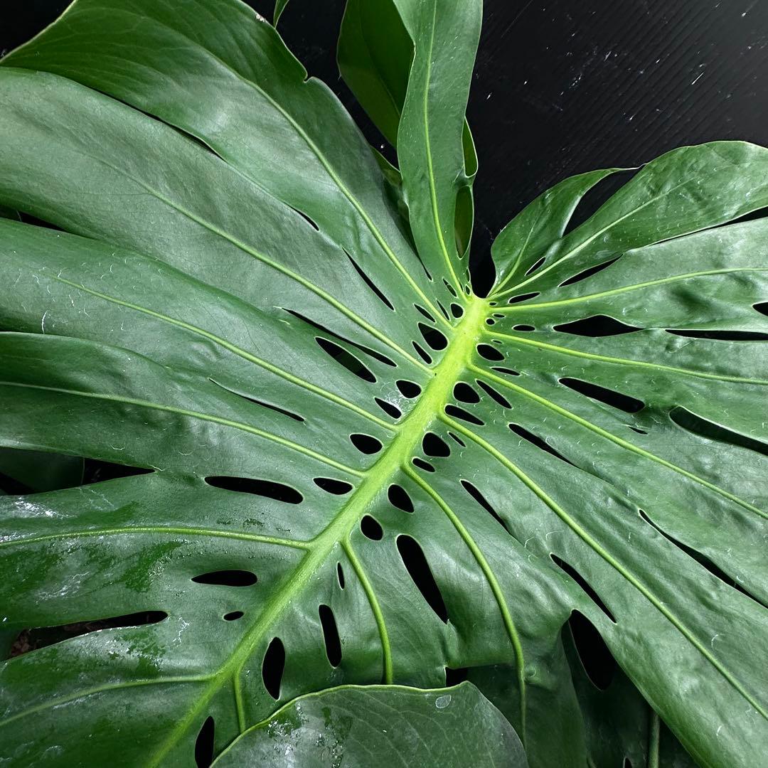 モンステラデリシオーサマクロコズム大型葉希少系統鉢植え高さ79㎝超大株