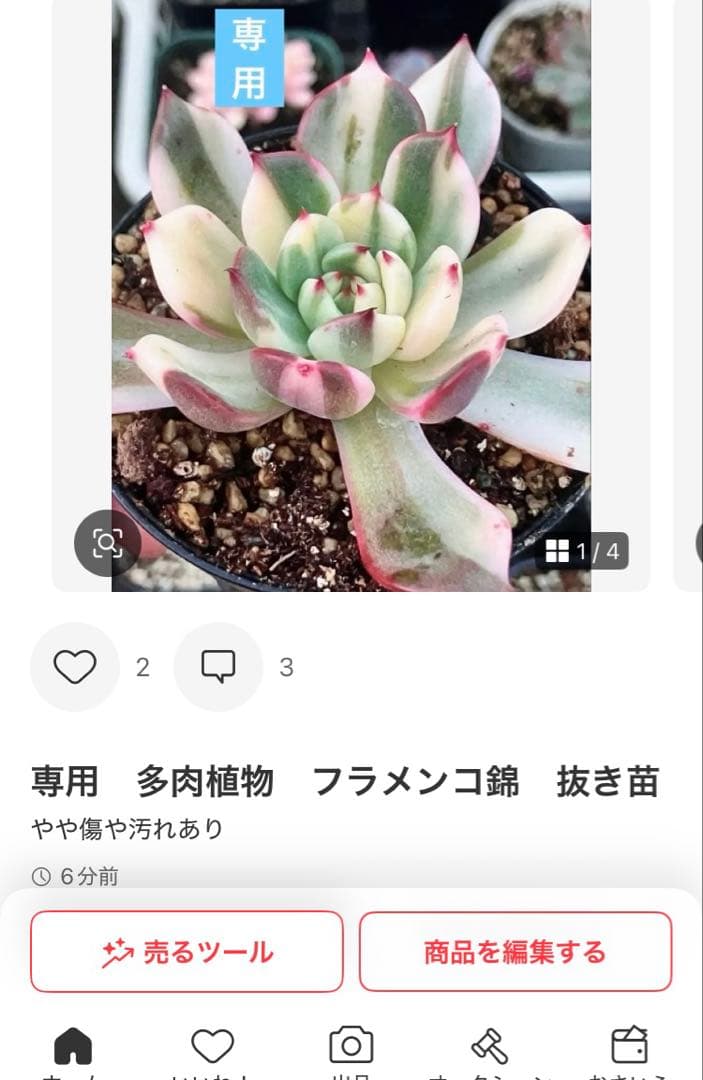 多肉植物　摘芯株　リラシナ錦&リヤド錦&ブルーメタル錦&フラメンコ錦他