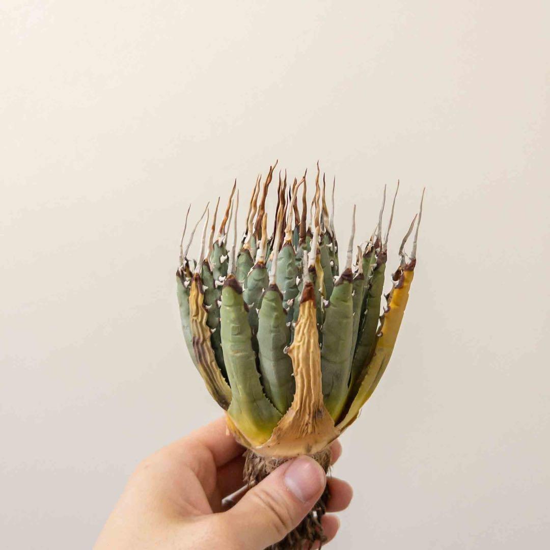 67 ユタエンシス エボリスピナ 現地株 ベアルート 陽炎 アガベ