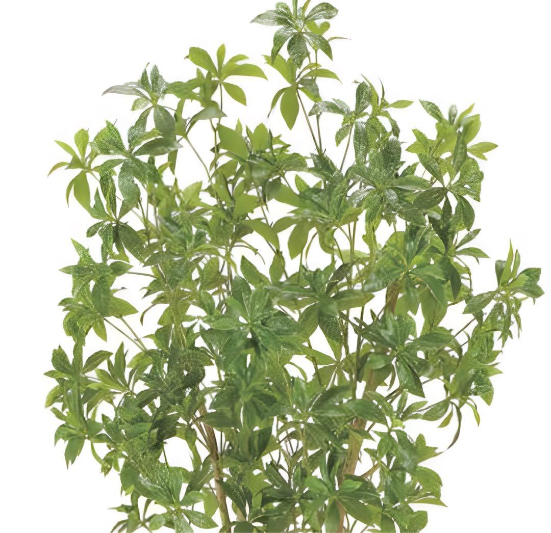 光触媒　人工観葉植物　ウォールグリーン　フェイクグリーン　フレッシュアセビ1.8