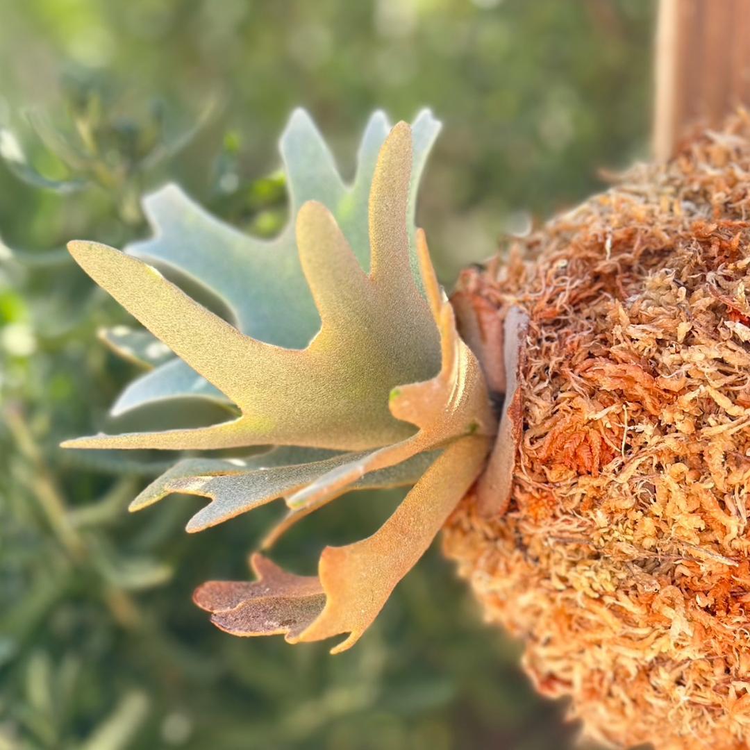 P.willinckii ’Nano’ spore 002