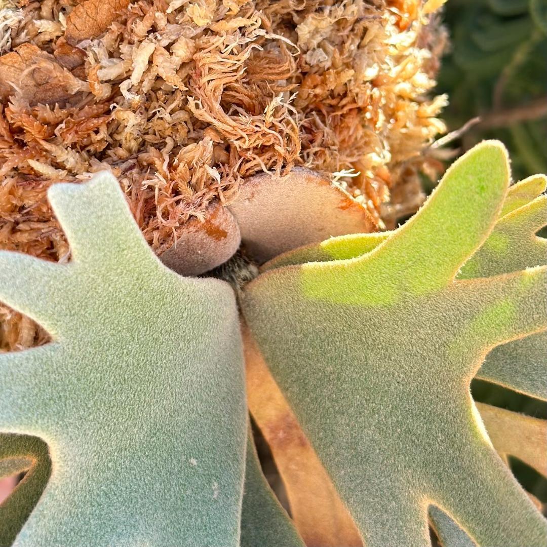 P.willinckii ’Nano’ spore 002