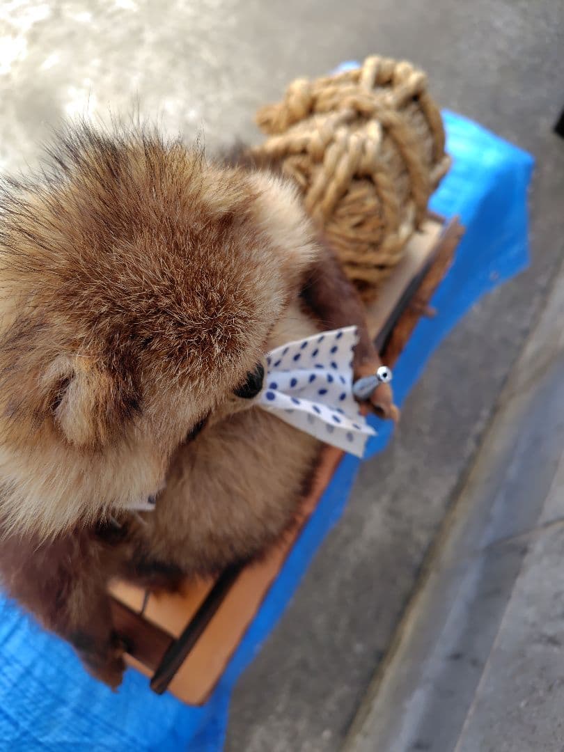 タヌキの剥製 置物 台車付き（俵）