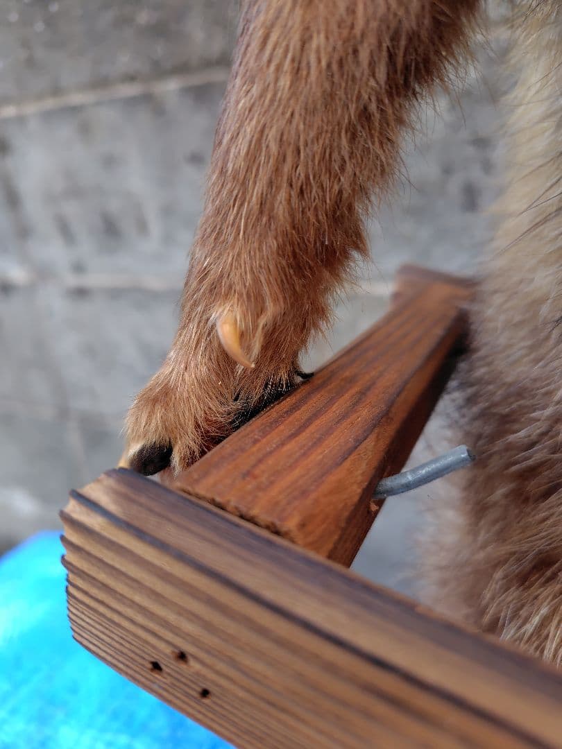 タヌキの剥製 置物 台車付き（俵）