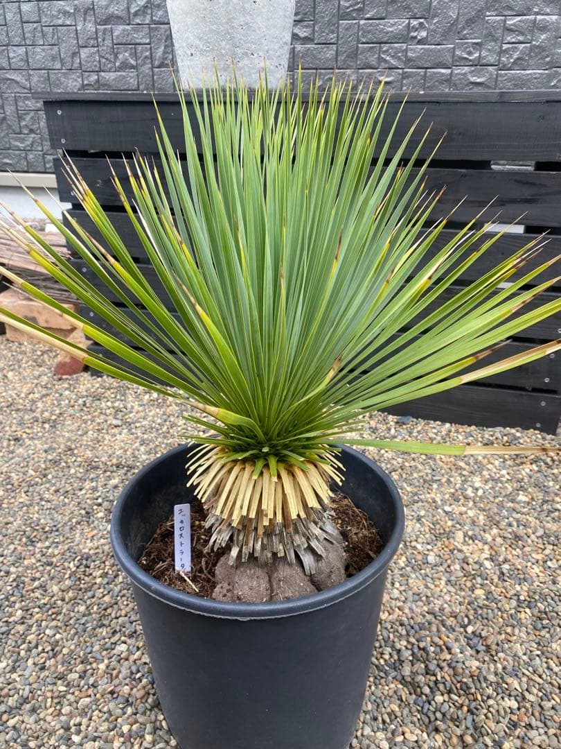 ユッカ　ロストラータ　鉢つき