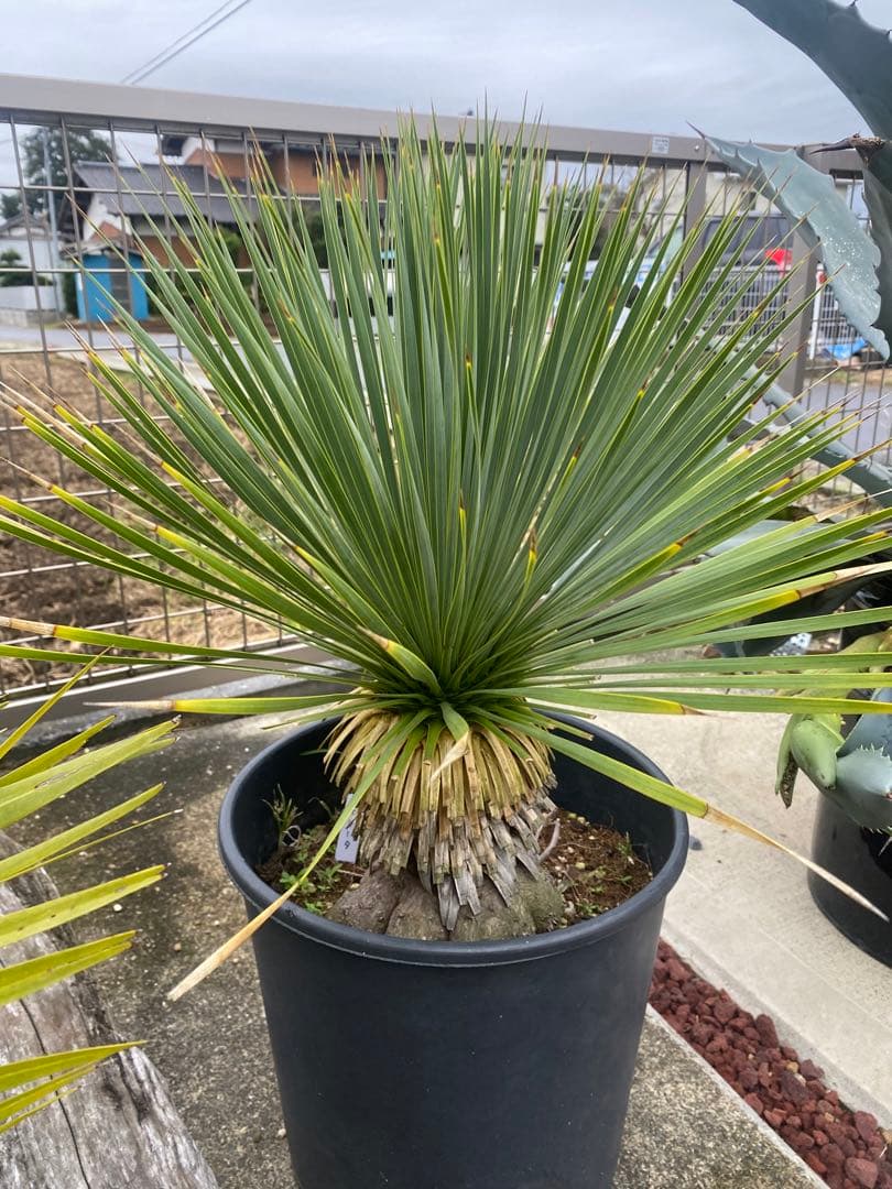 ユッカ　ロストラータ　鉢つき