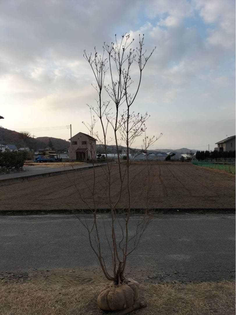 山採り ヤマツツジ