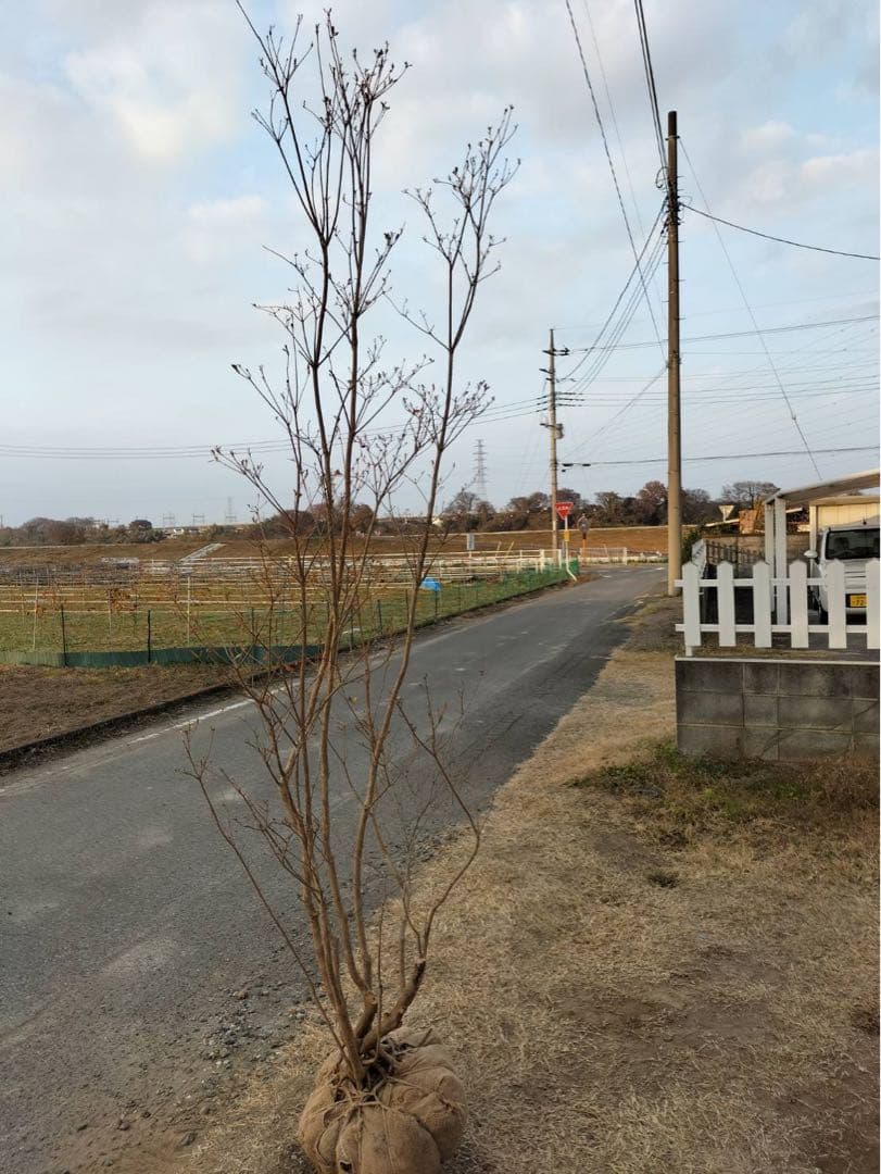 山採り ヤマツツジ