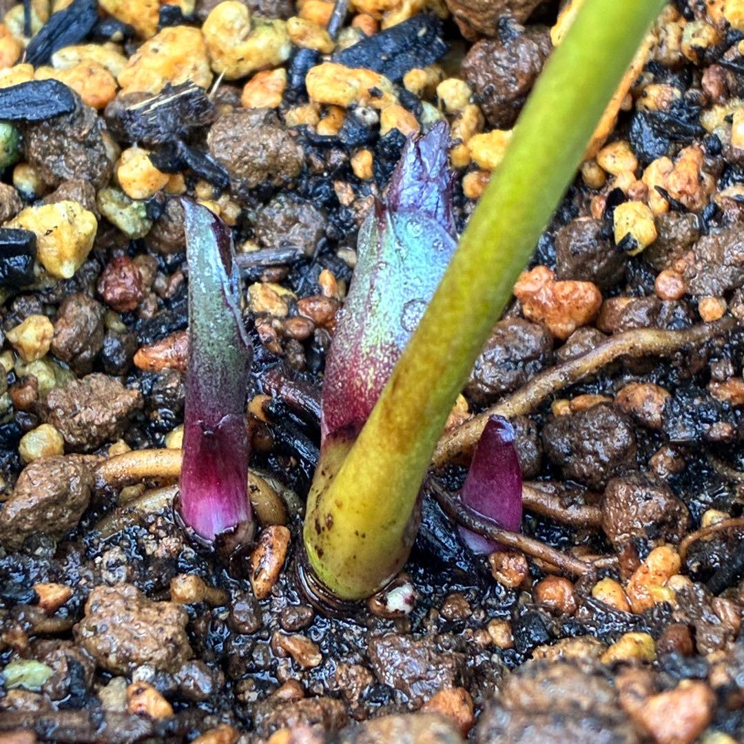 M*O様 ❤️根充実❤️沢山しっかり新芽元気株❤️3232⭐️小輪⭐️赤黒アンテ