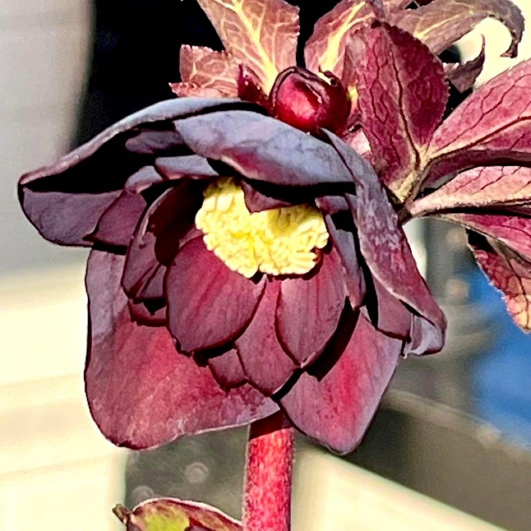 M*O様 ❤️根充実❤️沢山しっかり新芽元気株❤️3232⭐️小輪⭐️赤黒アンテ