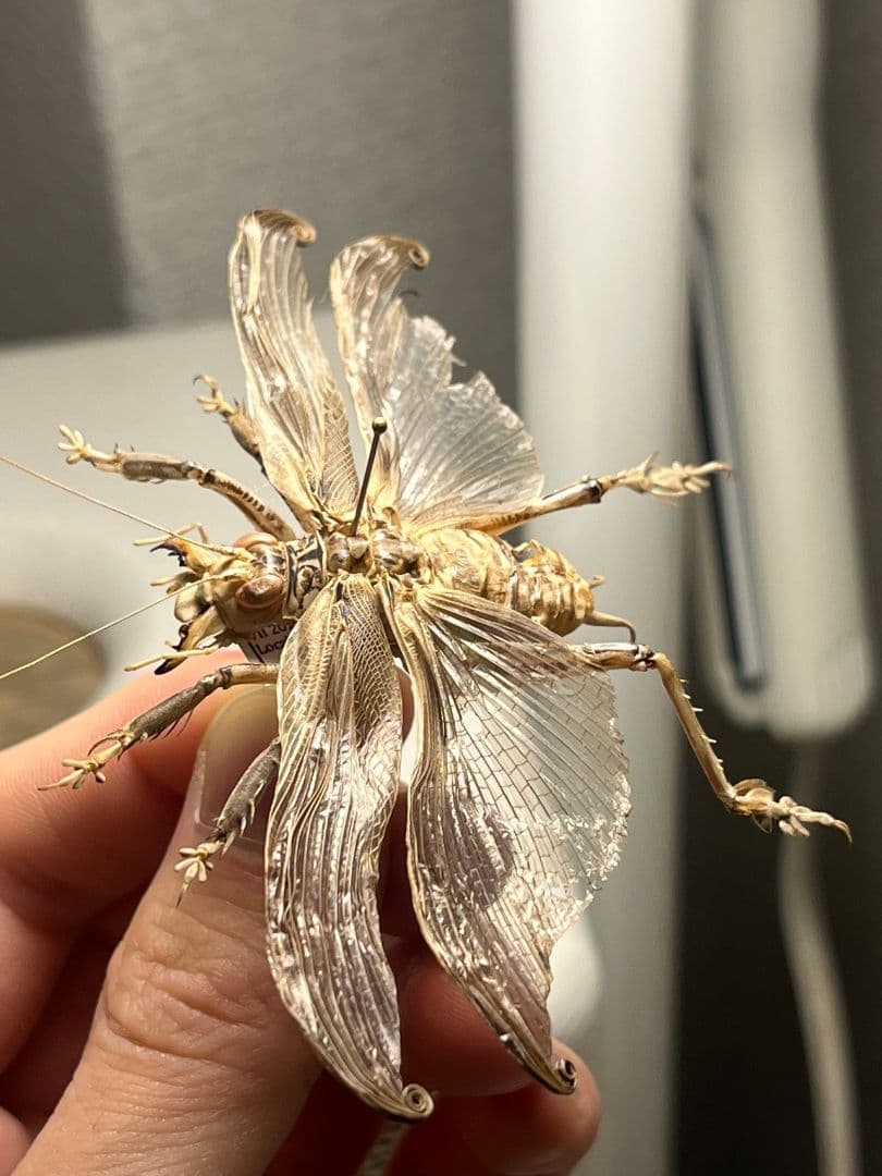 【希少産地】中国産のマキバネコロギス 昆虫標本バッタ キリギリスコロギスリオック