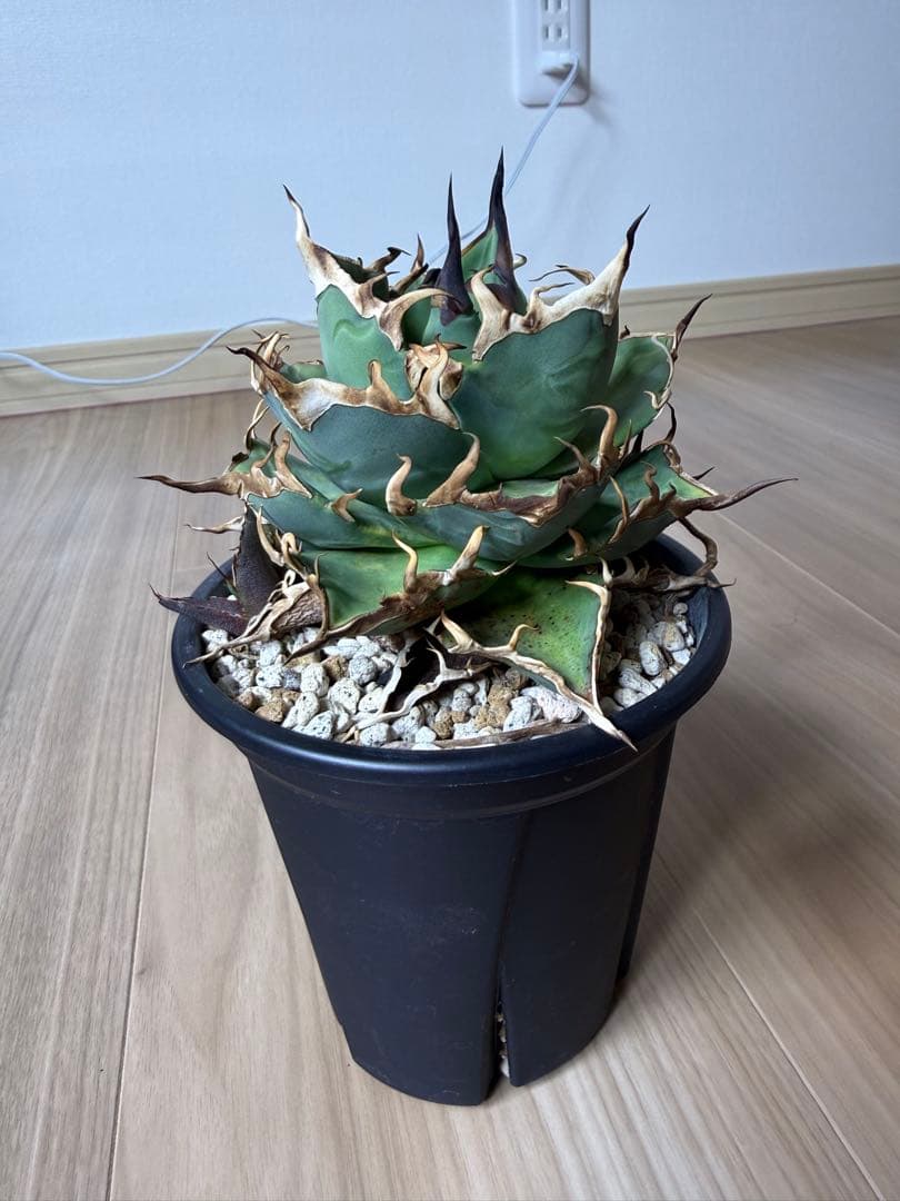 アガベ　チタノタ　ハデス(親株サイズ‼︎)