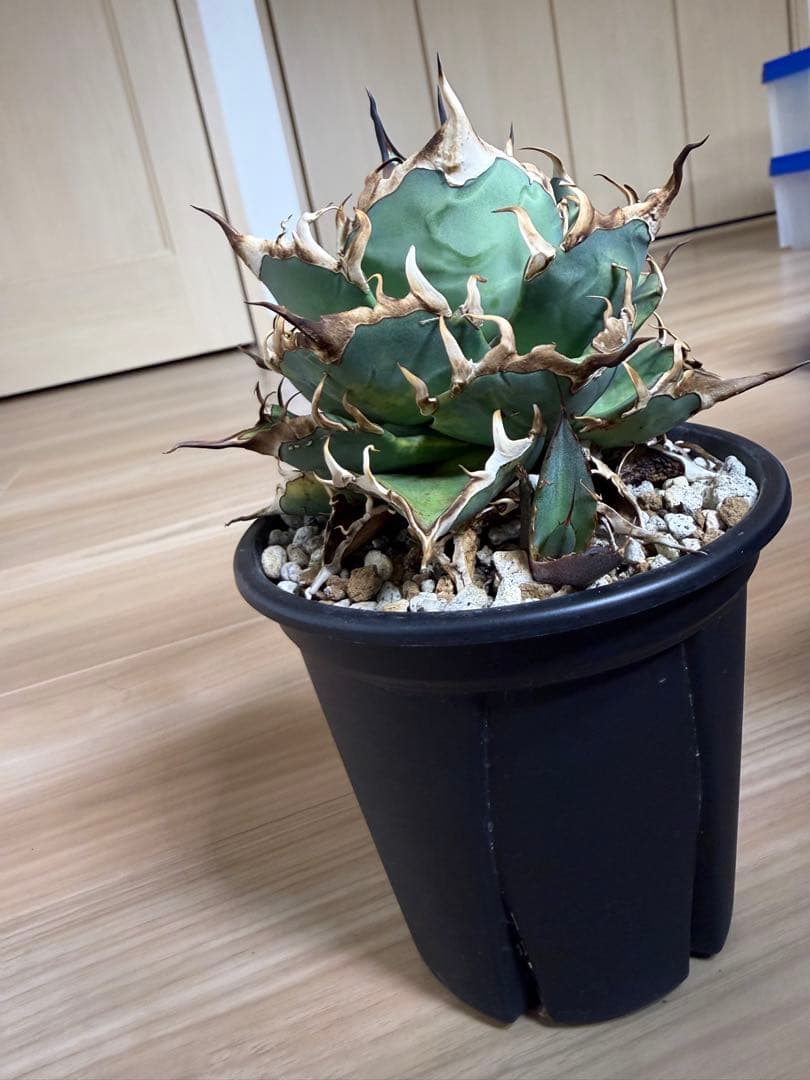 アガベ　チタノタ　ハデス(親株サイズ‼︎)