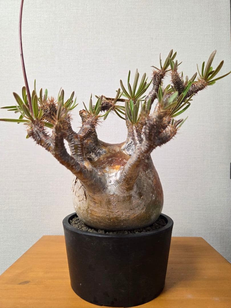 グラキリス　現地球　コレクション株　発根済み ボール状　高さ約20cm