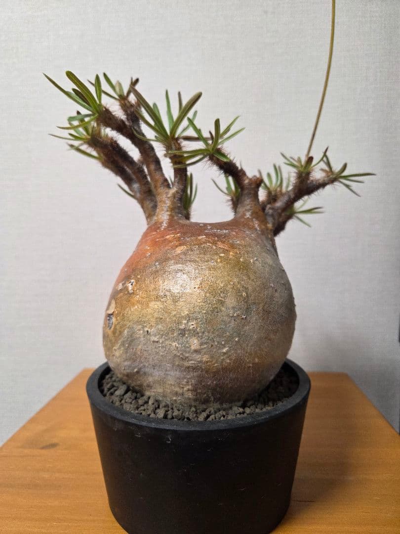 グラキリス　現地球　コレクション株　発根済み ボール状　高さ約20cm