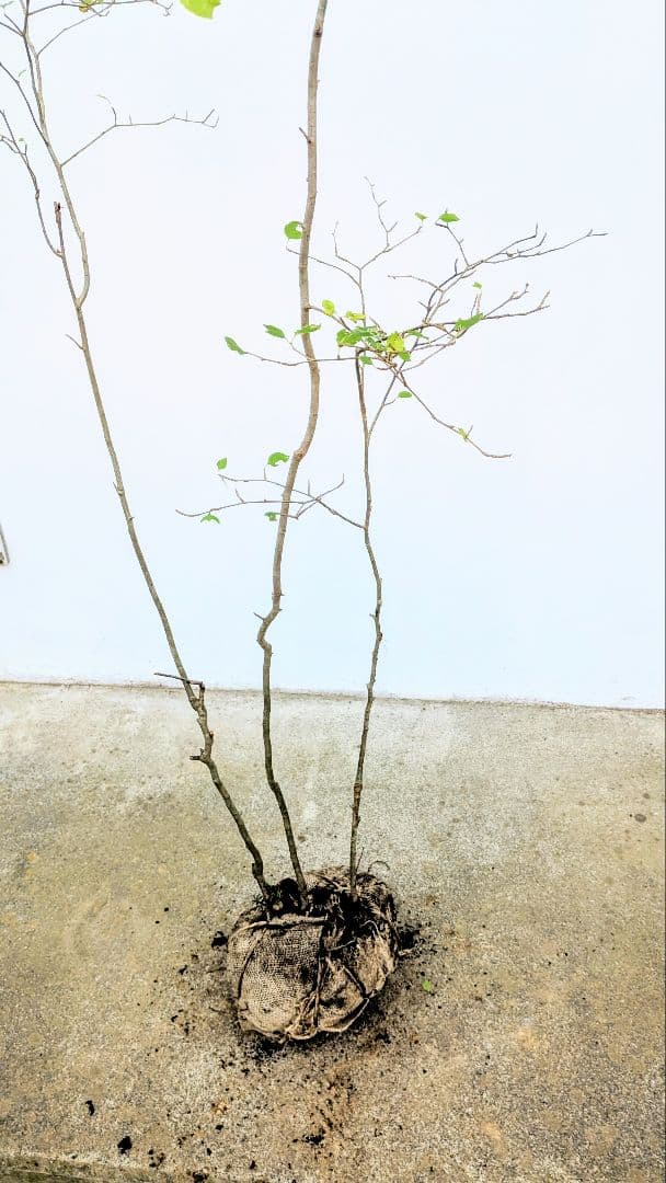 非凡。山採りアオハダ。