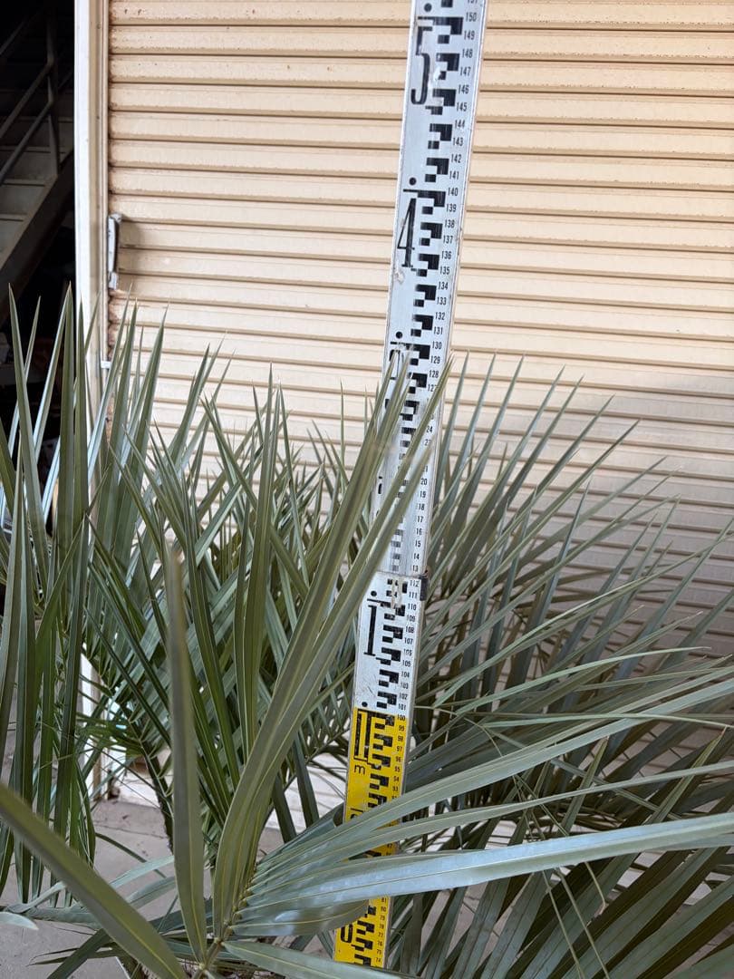 ココスヤシ　特大 幅200cm 高さ130cm