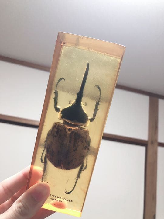 ⭐︎値下げ⭐︎ヘラクレスオオカブト 標本 樹脂 琥珀