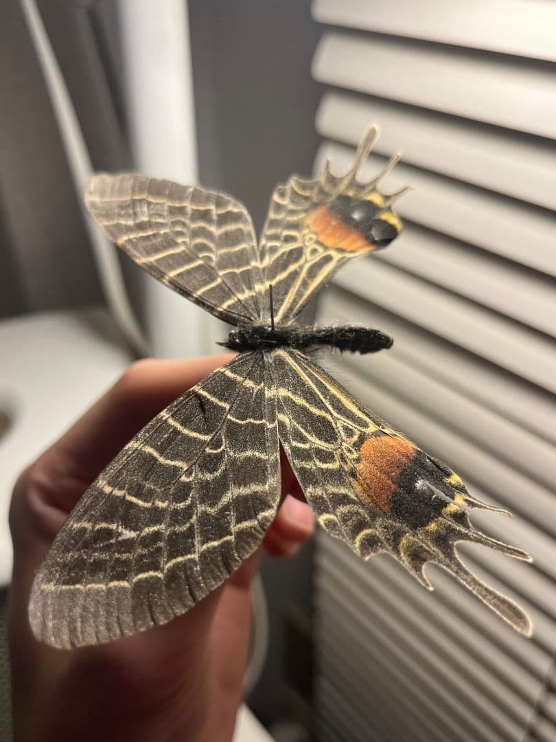 【巨大C品】シボリアゲハ モルフォ蝶 蛾ピカソモスモルフォチョウ昆虫標本
