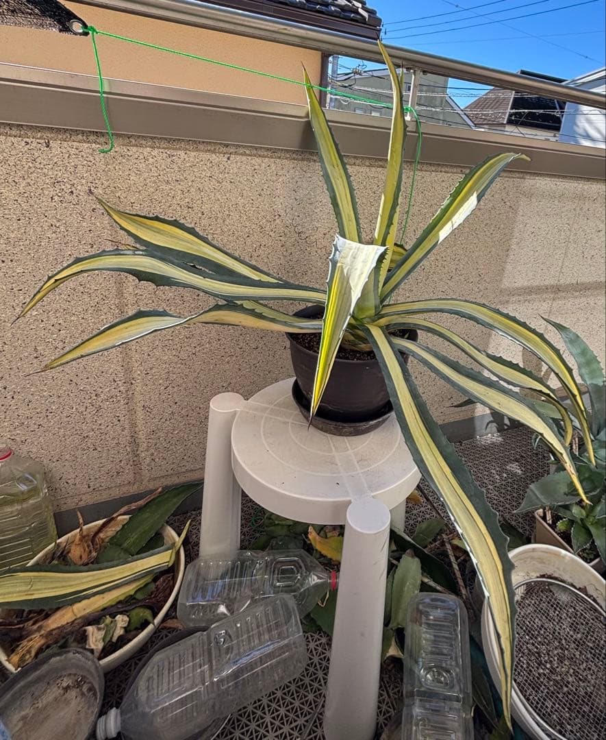特大‼️ アガベ アメリカーナ・メディオピクタ 中斑　黄中班 横幅100㎝
