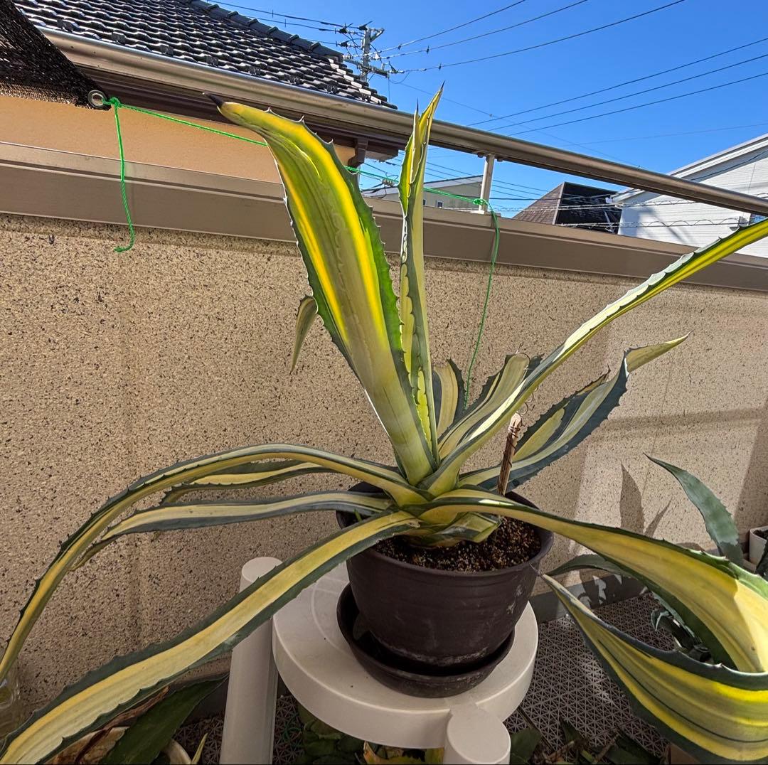 特大‼️ アガベ アメリカーナ・メディオピクタ 中斑　黄中班 横幅100㎝