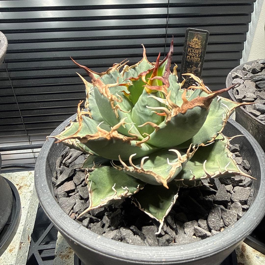 アガベ　シャークソウイ　shark soui 親株