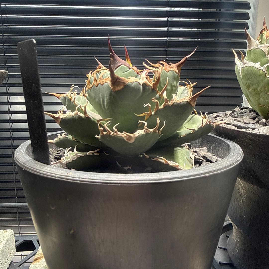 アガベ　シャークソウイ　shark soui 親株