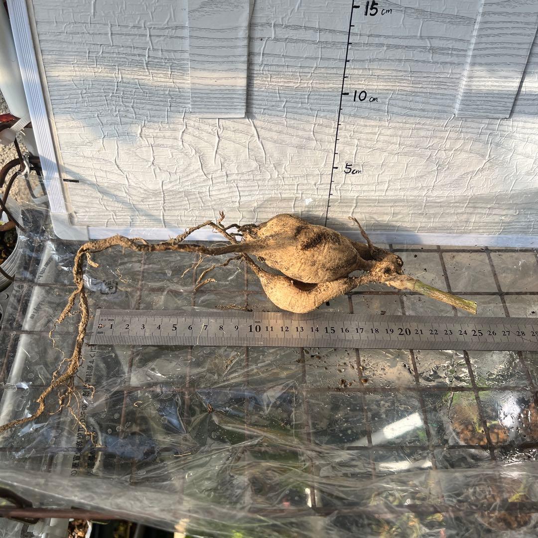 ダリア　球根(3)超レア　カフェ・○・レ