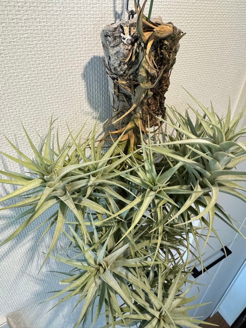 ベルゲリー　チランジア　コルク仕立て