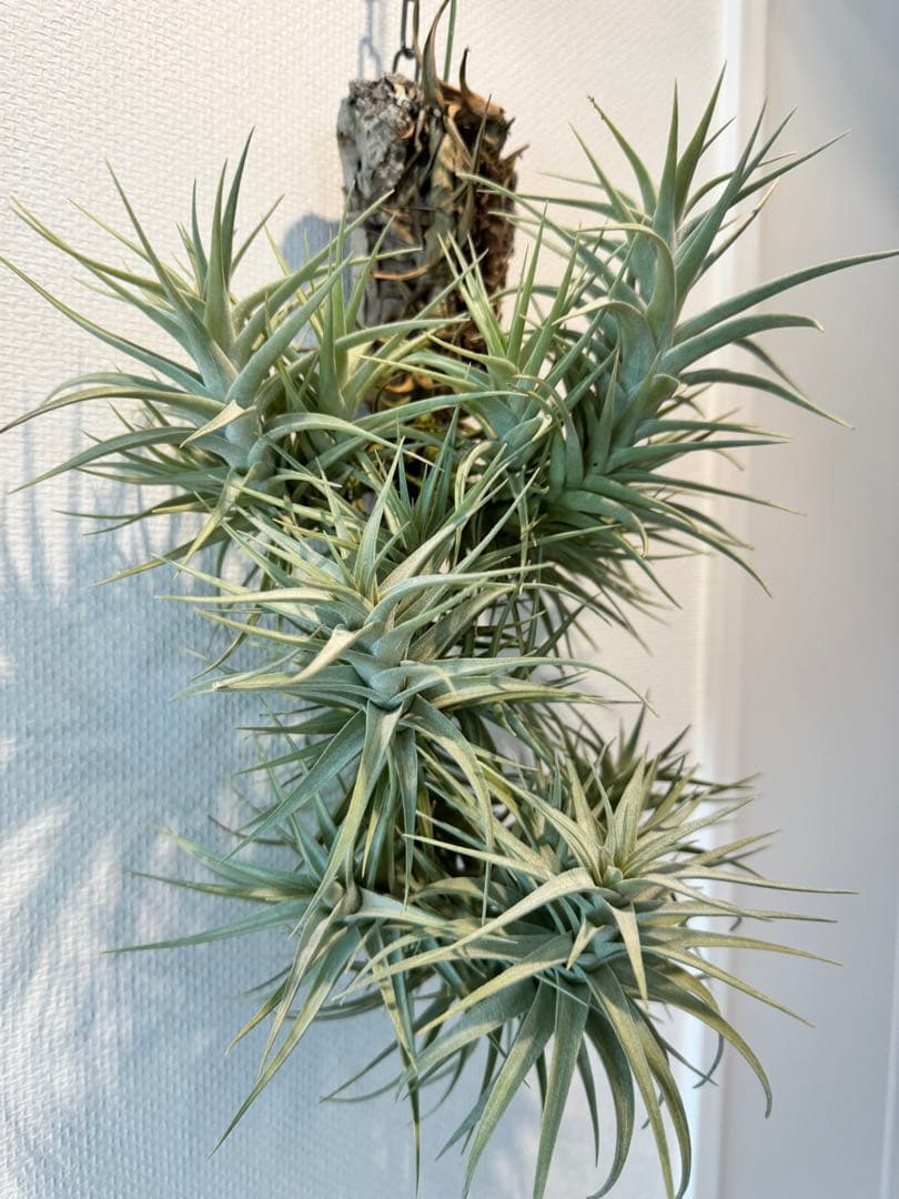 ベルゲリー　チランジア　コルク仕立て