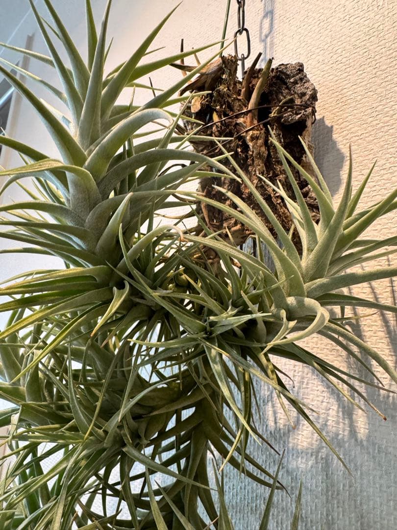 ベルゲリー　チランジア　コルク仕立て