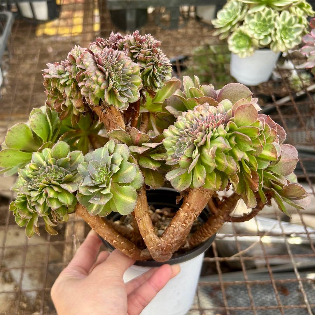 確認専用‼️アエオニウム　コレクション