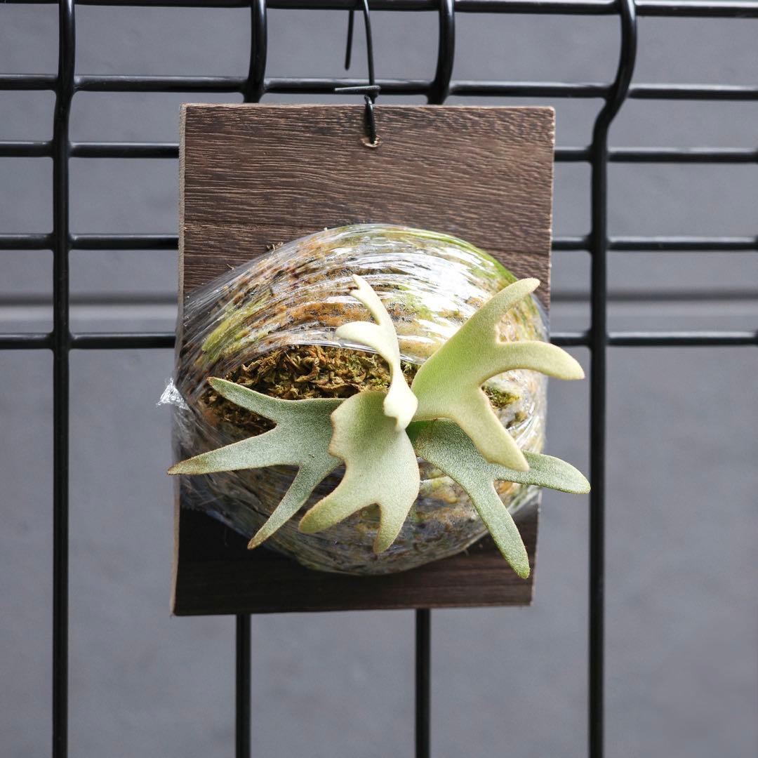 P.Jenny #1 OC ジェニー ビカクシダ 子株