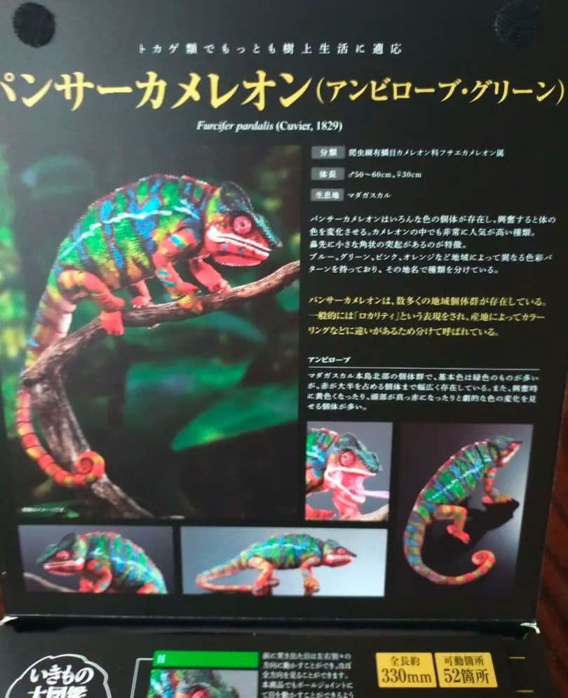 いきもの大図鑑プレミアム　パンサーカメレオン　アンビローブ・グリーン