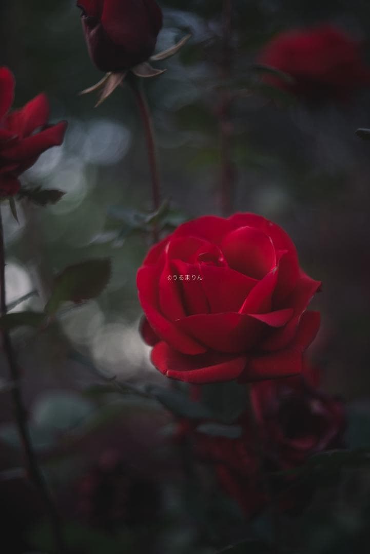 虹の出る癖玉！Leica Summar 50mm f2 オールドレンズ