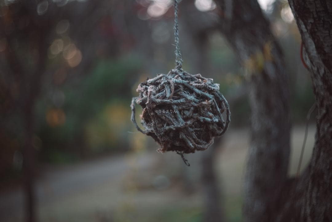 虹の出る癖玉！Leica Summar 50mm f2 オールドレンズ
