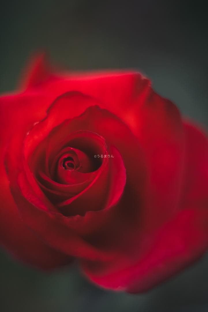 虹の出る癖玉！Leica Summar 50mm f2 オールドレンズ