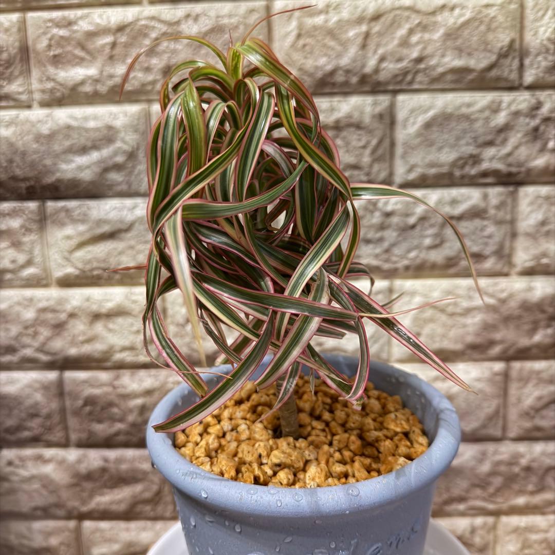 ❤︎専用❤︎ 希少！ ドラセナ キュンティ