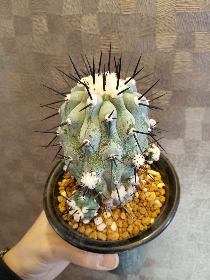 \"現地株 特選\" コピアポア 黒王丸 カキコ