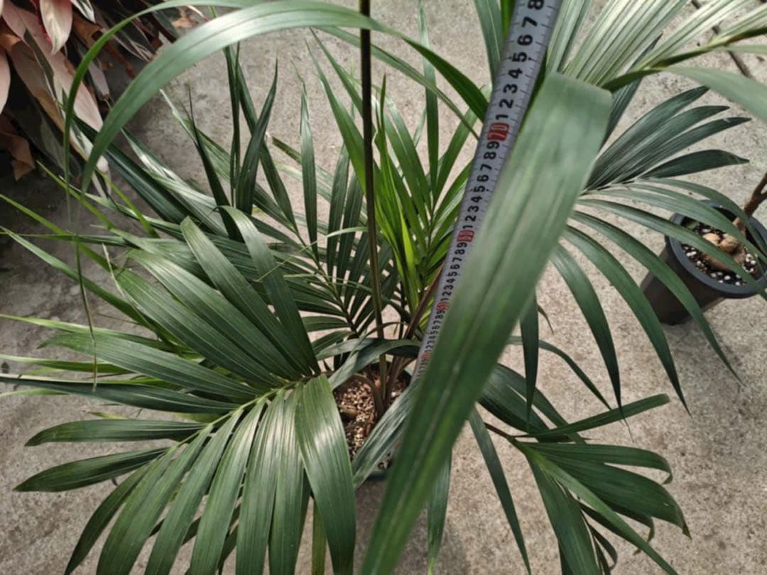 観葉植物 約80cm 高さ
