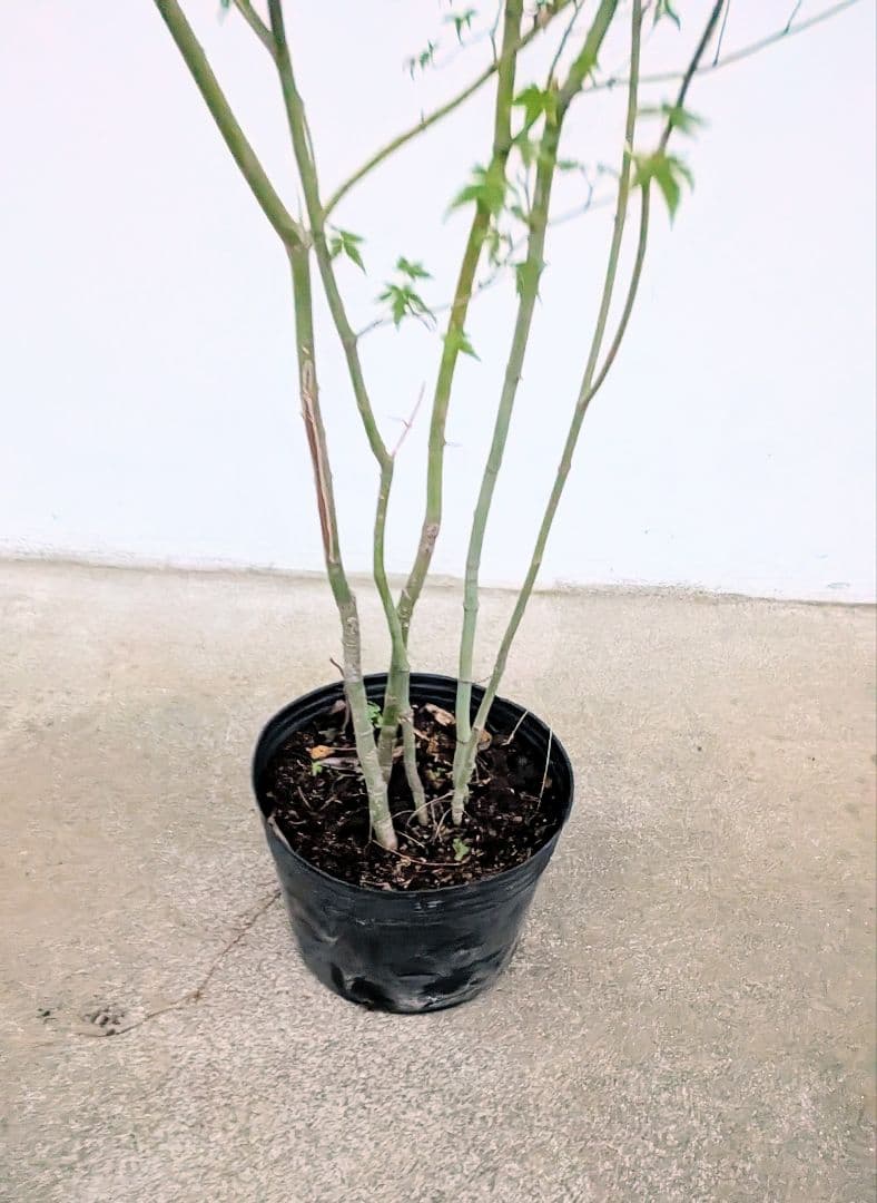 モミジとコハウチワカエデ共生株。