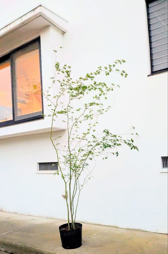 モミジとコハウチワカエデ共生株。