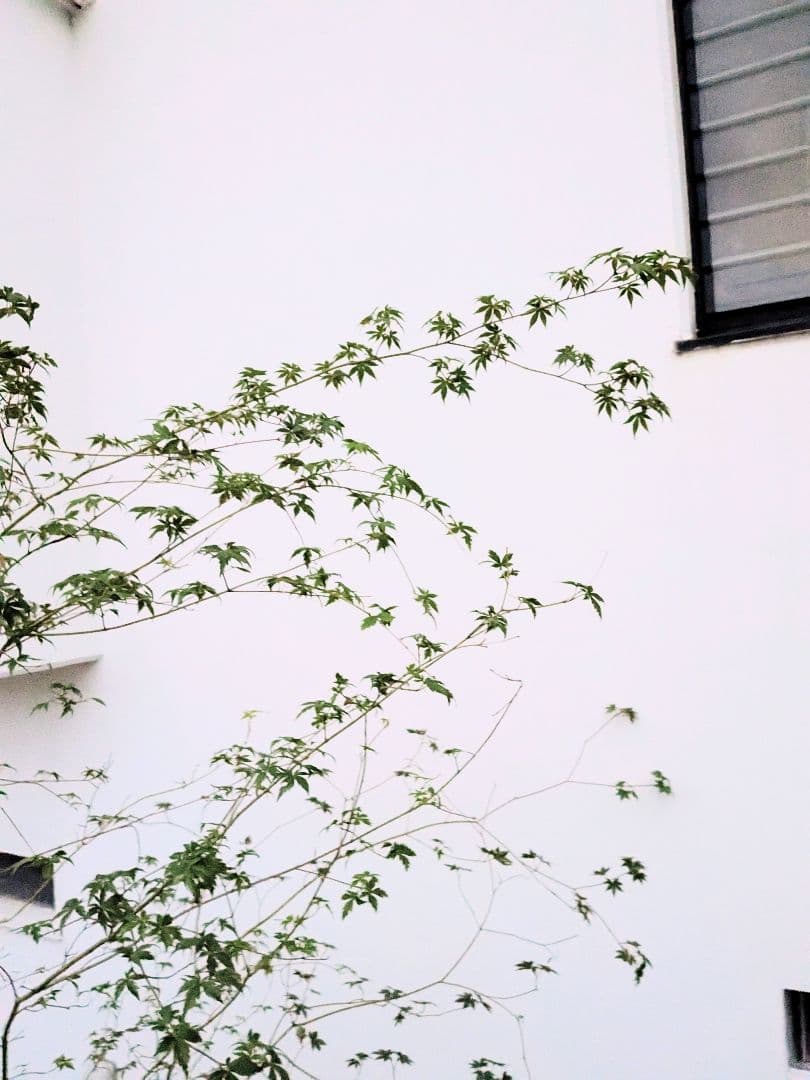 モミジとコハウチワカエデ共生株。