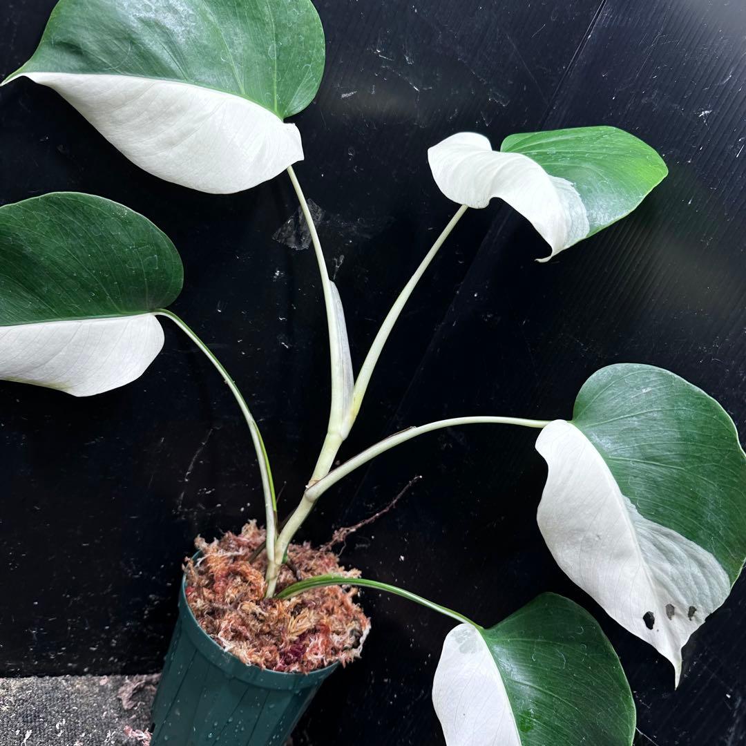 f*k様 モンステラ斑入りハーフムーンホワイトタイガー極美斑入り　　 51cm