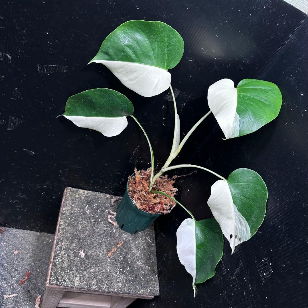 f*k様 モンステラ斑入りハーフムーンホワイトタイガー極美斑入り　　 51cm