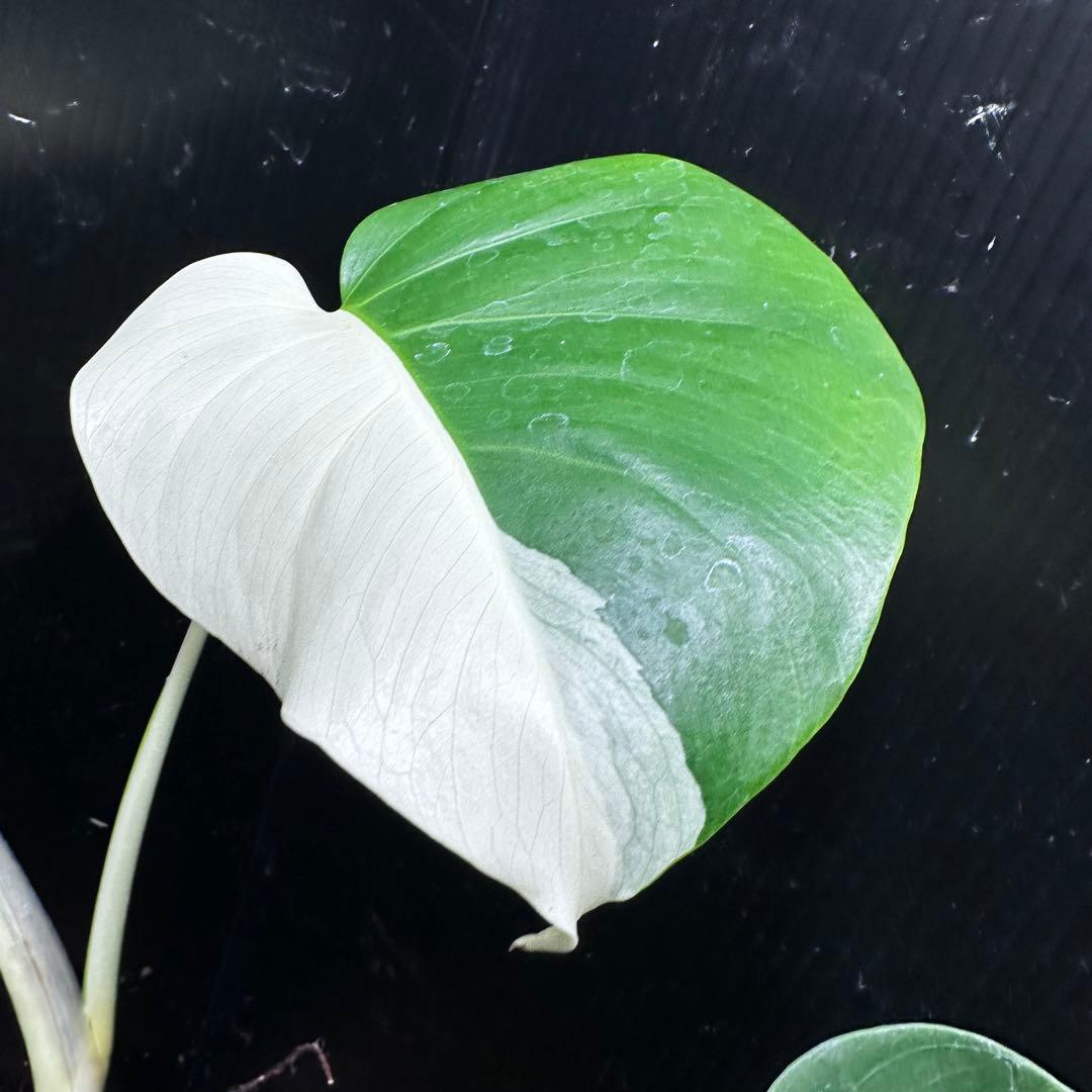 f*k様 モンステラ斑入りハーフムーンホワイトタイガー極美斑入り　　 51cm