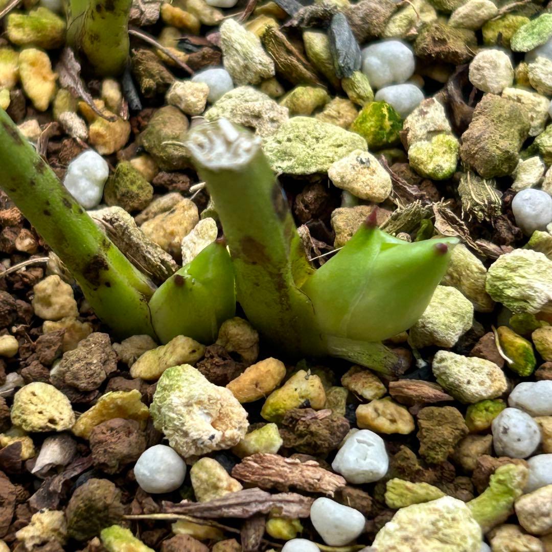 クリスマスローズ 開花実績株 SSイエローピコティ