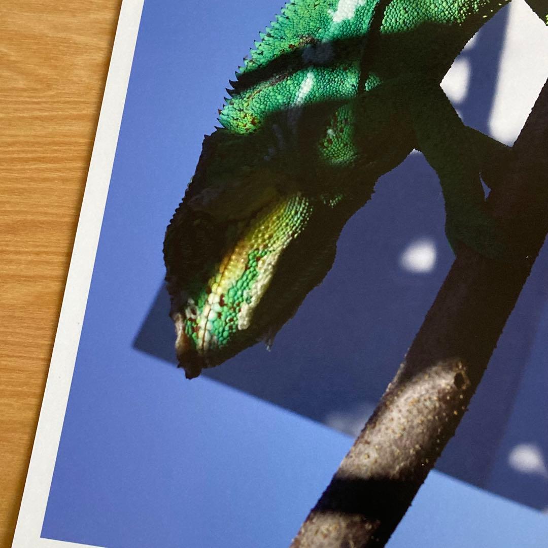 【Jay】希少 Viviane Sassen フォトプリント ヴィヴィアン