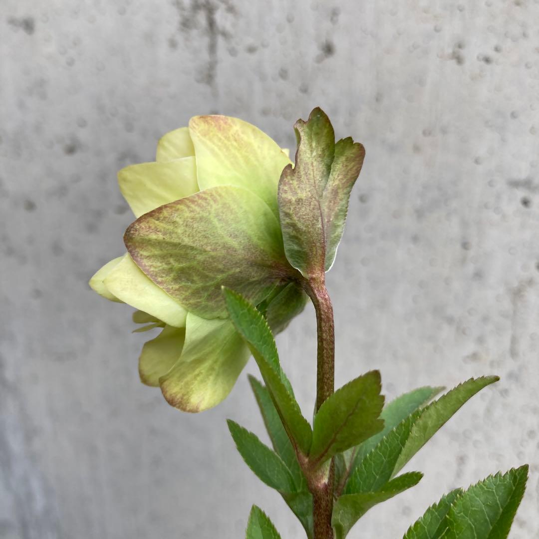 クリスマスローズ　開花株　3.5寸 　大木ナーセリー　HOPPY