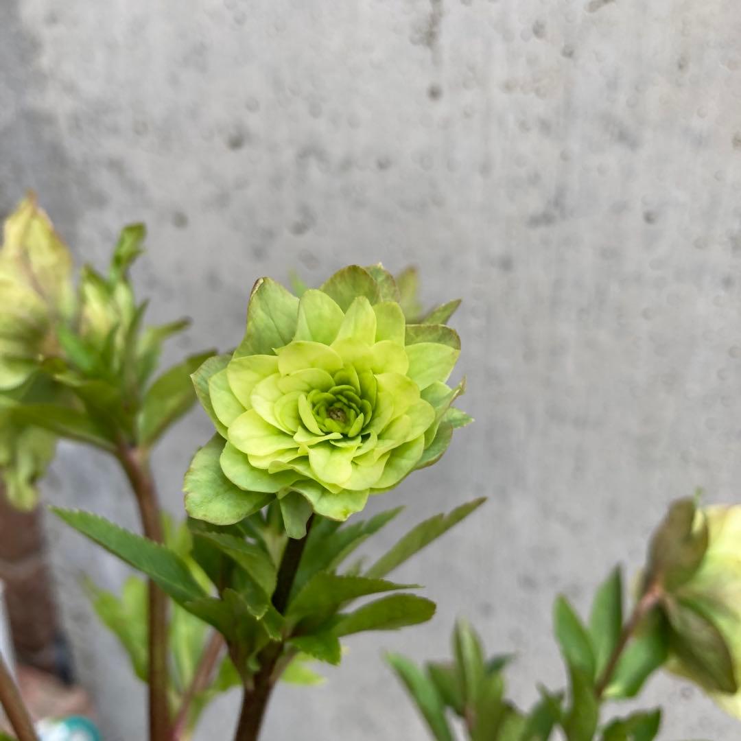 クリスマスローズ　開花株　3.5寸 　大木ナーセリー　HOPPY